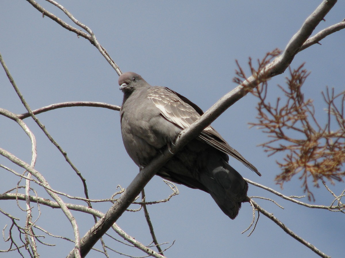 Spot-winged Pigeon - ML588490191