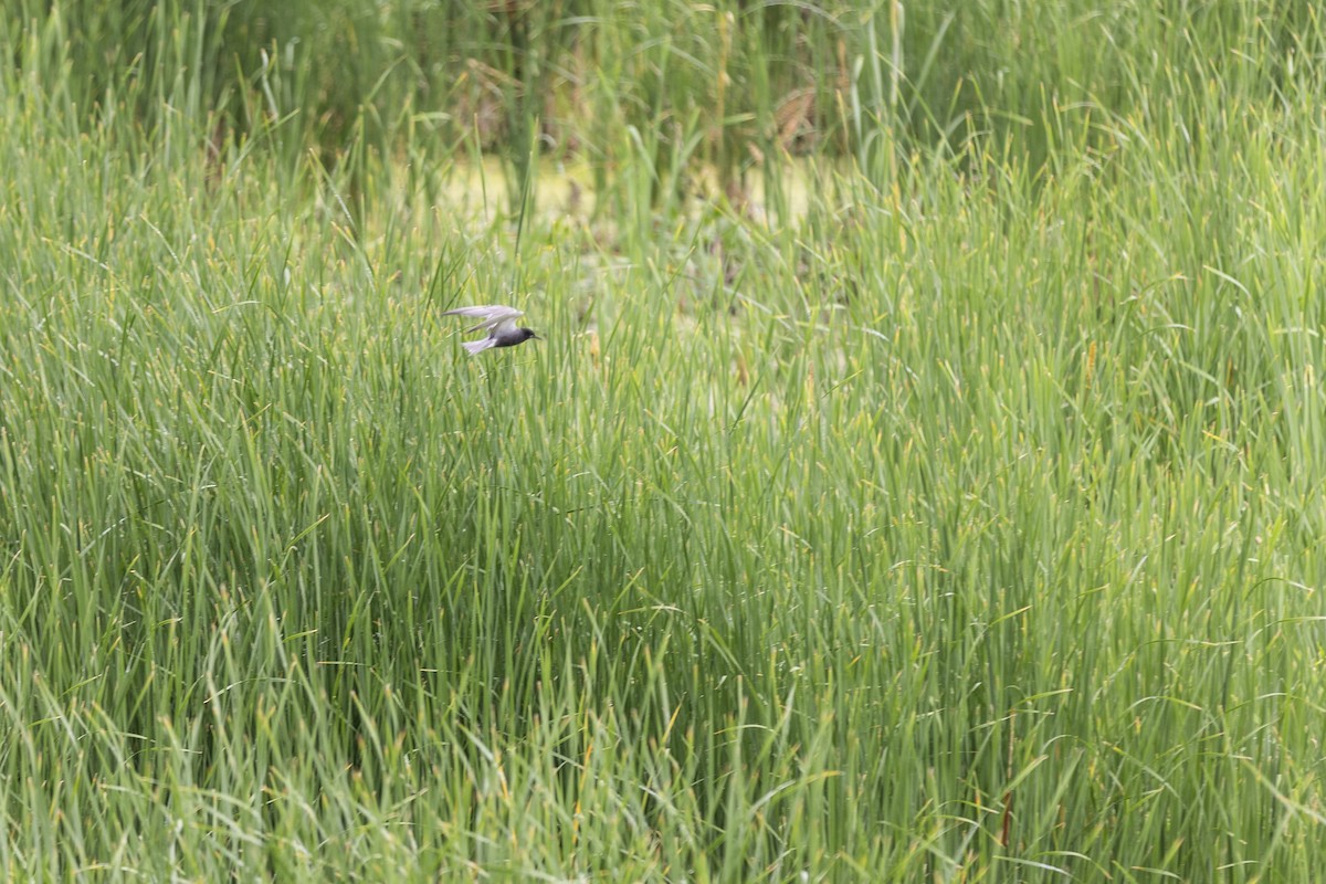 Black Tern - ML588490311