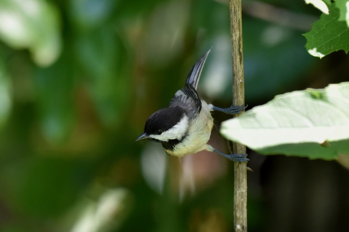 Carolina Chickadee - ML588490811
