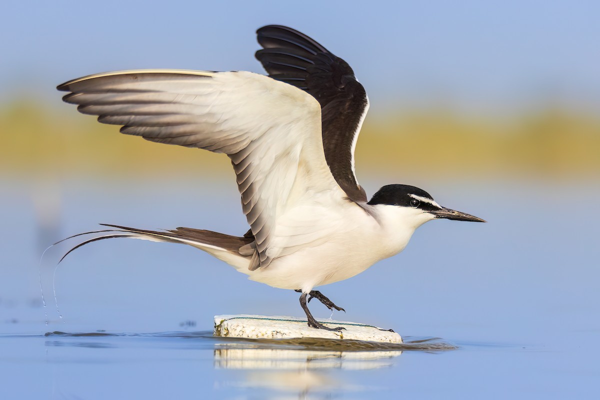 Bridled Tern - ML588490921