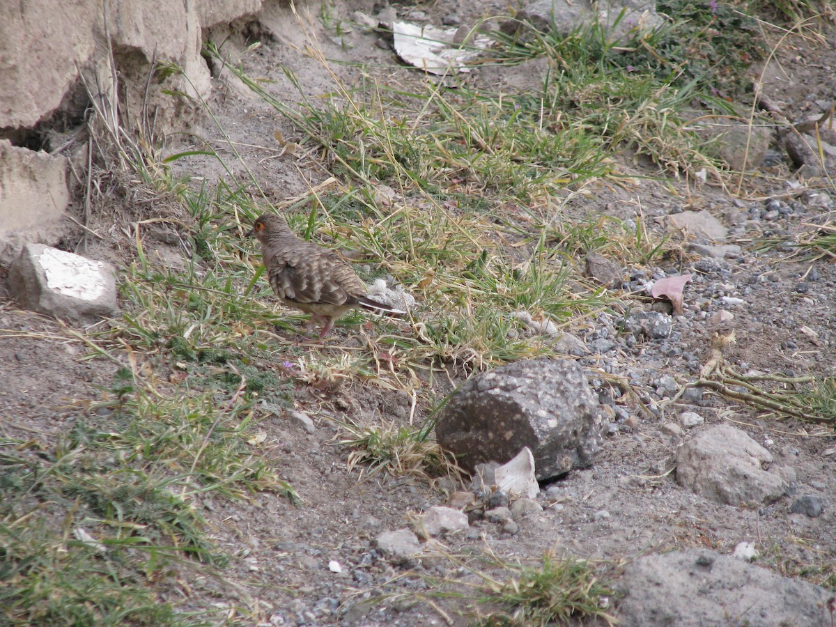 Bare-faced Ground Dove - ML588491051