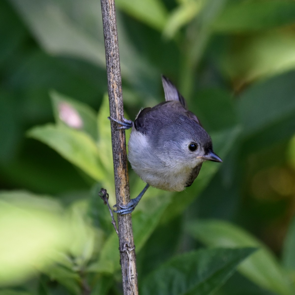 Tufted Titmouse - ML588491731