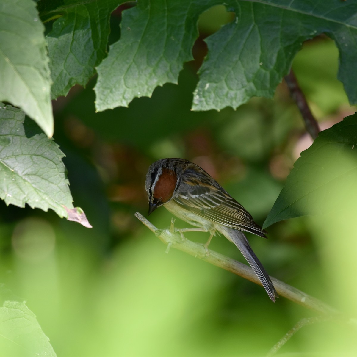 Chipping Sparrow - ML588492061
