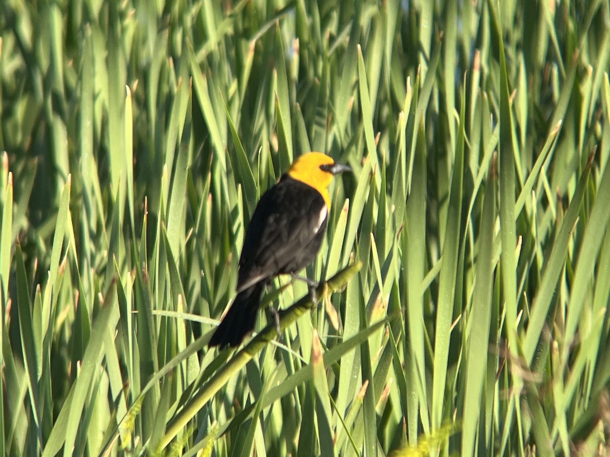 Yellow-headed Blackbird - ML588492431