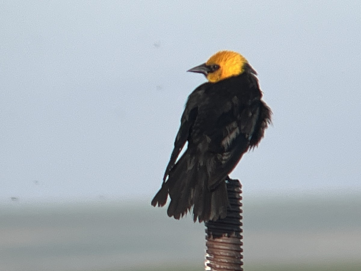 Yellow-headed Blackbird - ML588492441