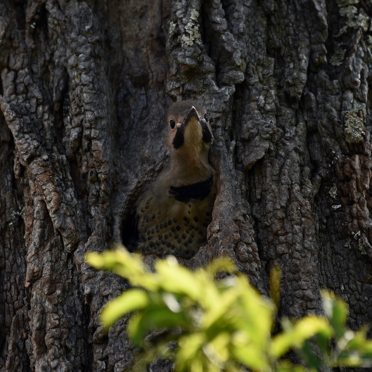 Northern Flicker - ML588492721