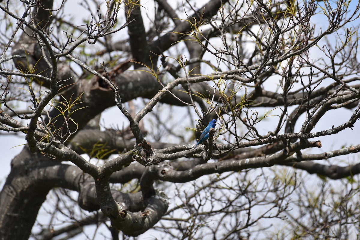 Indigo Bunting - ML588492881