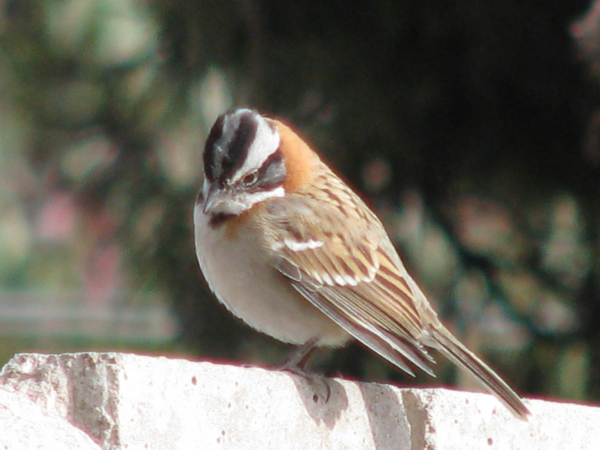 Rufous-collared Sparrow - ML588494441