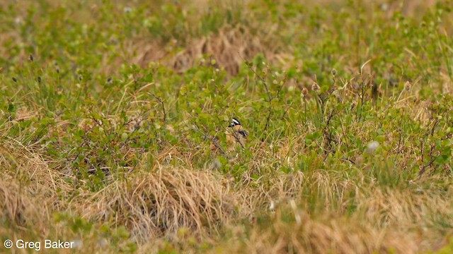 Smith's Longspur - ML588494841