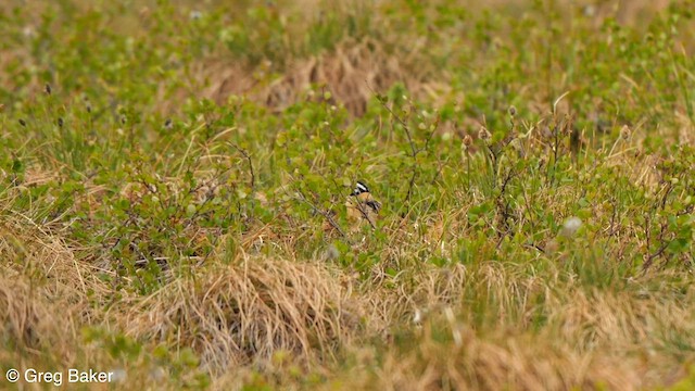 Smith's Longspur - ML588494841