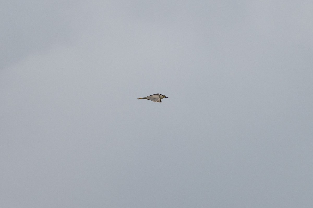 Black-crowned Night Heron - ML588495441