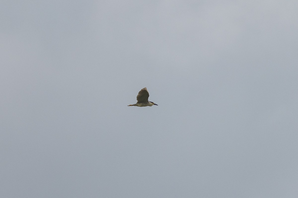 Black-crowned Night Heron - ML588495451