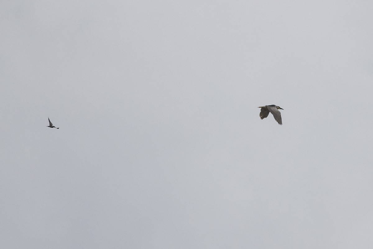 Black-crowned Night Heron - ML588495501