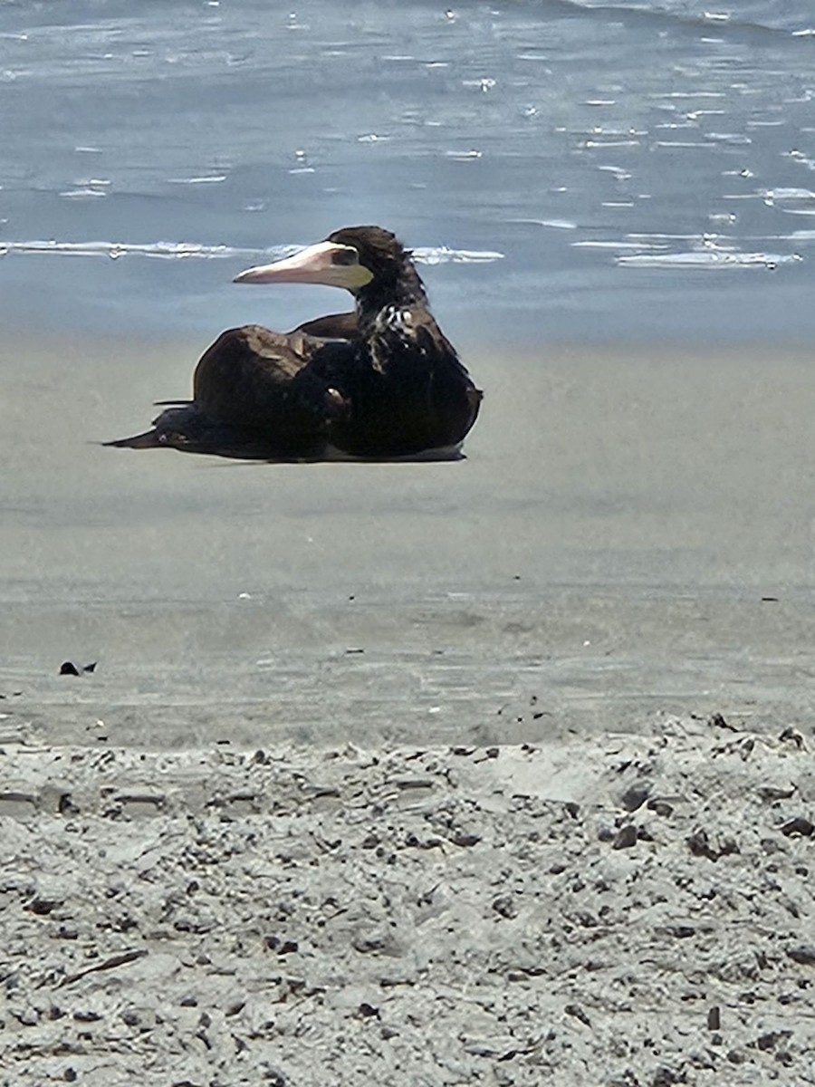 Brown Booby (Atlantic) - ML588495851