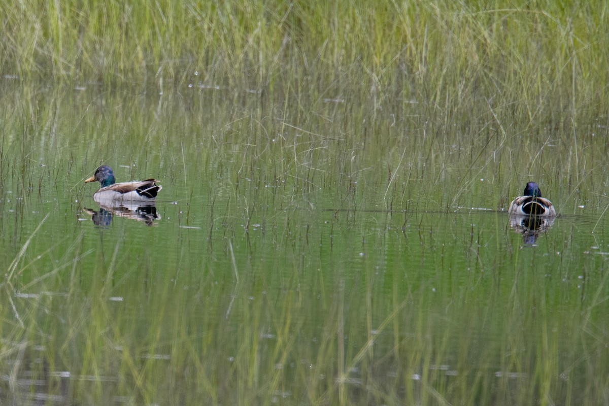 Canard colvert - ML588496231