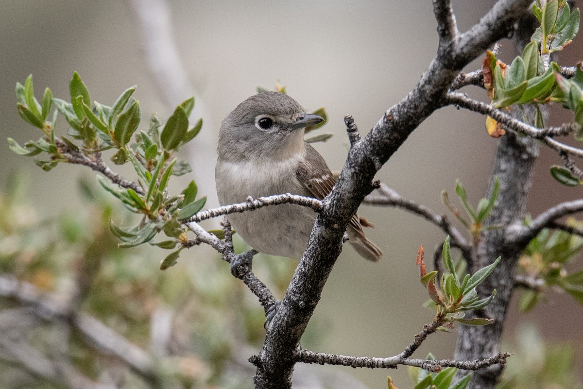 Plumbeous Vireo - ML588496371