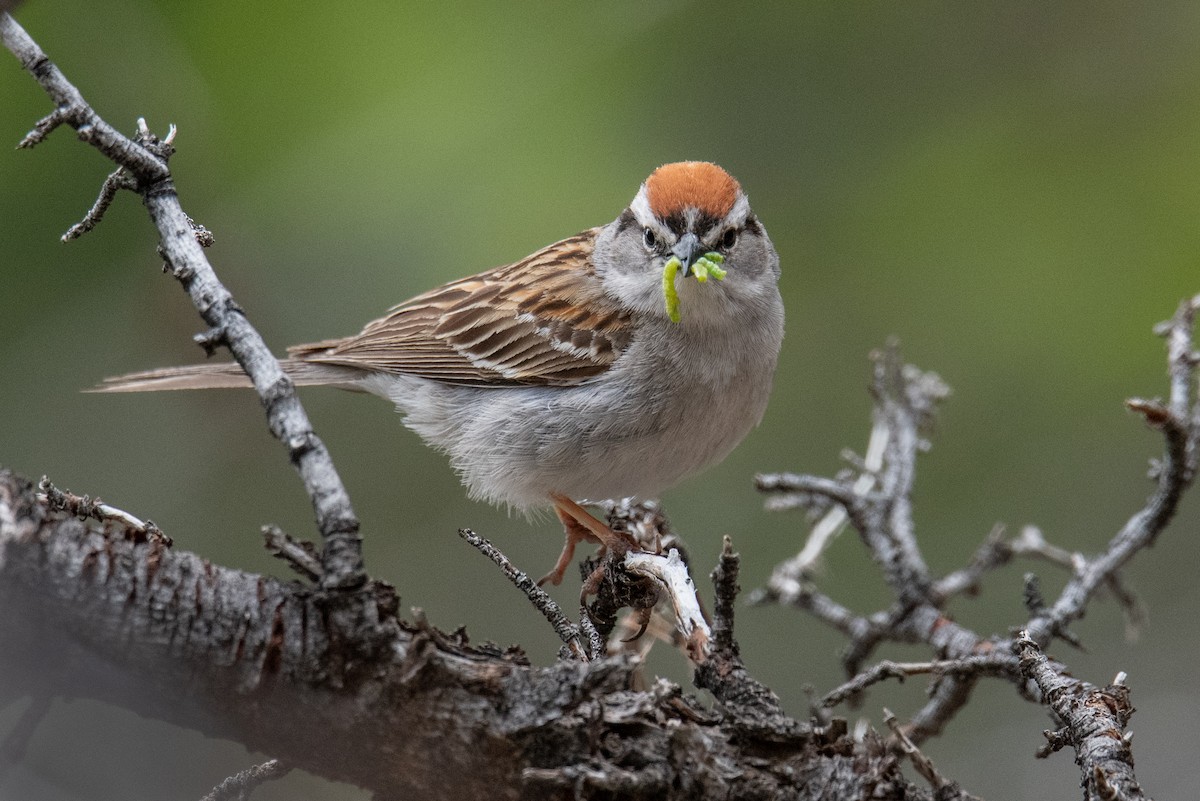 Chipping Sparrow - ML588496921