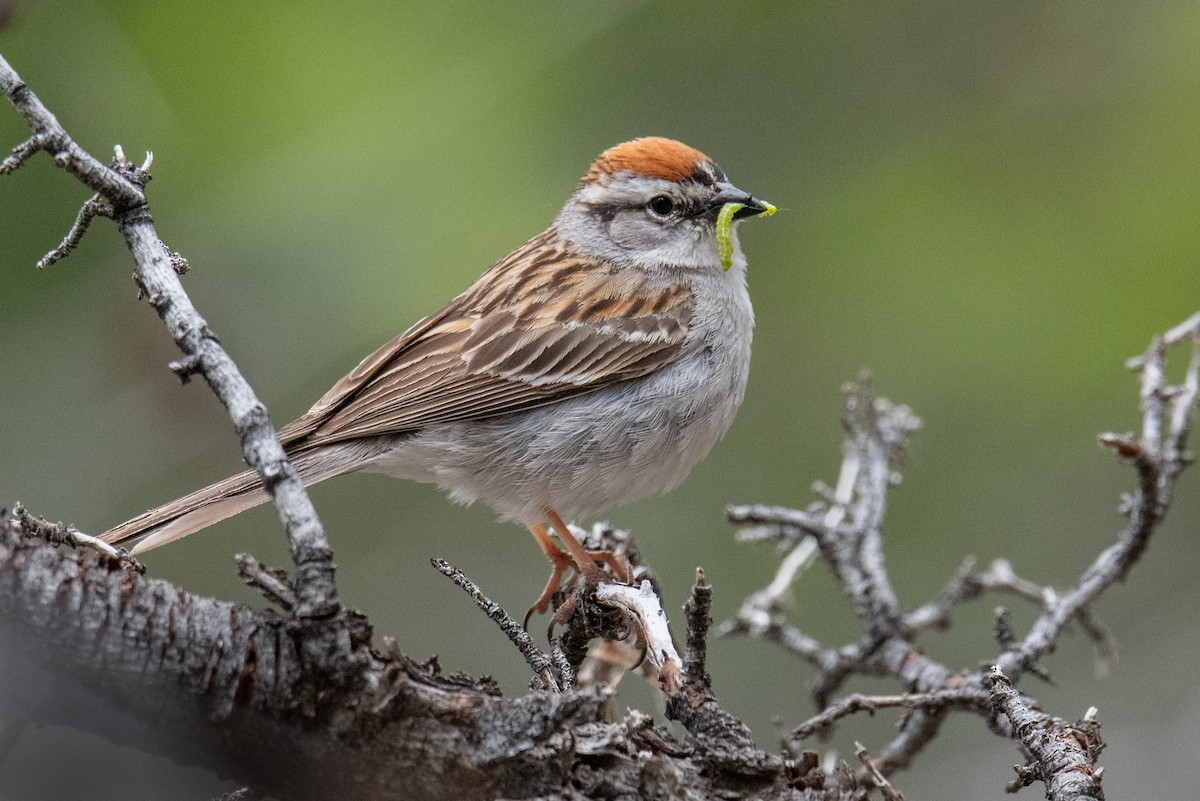 Chipping Sparrow - ML588496931