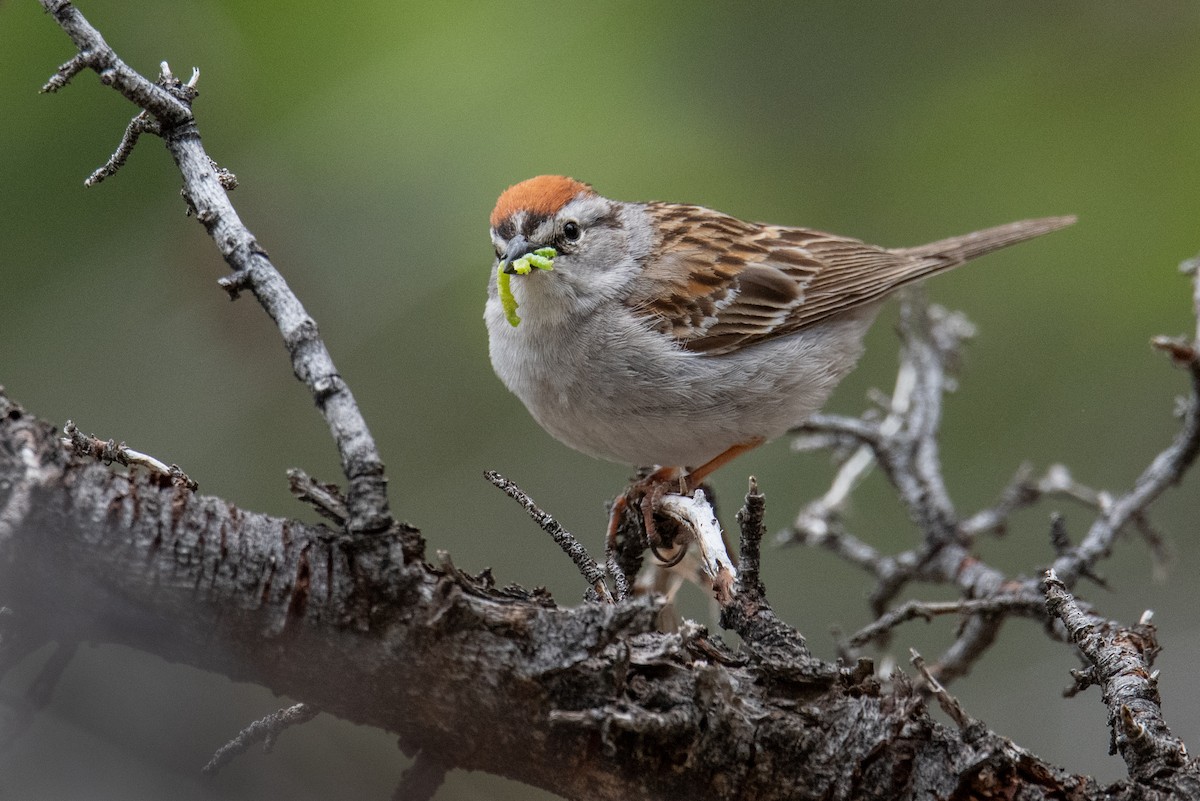 Chipping Sparrow - ML588496941