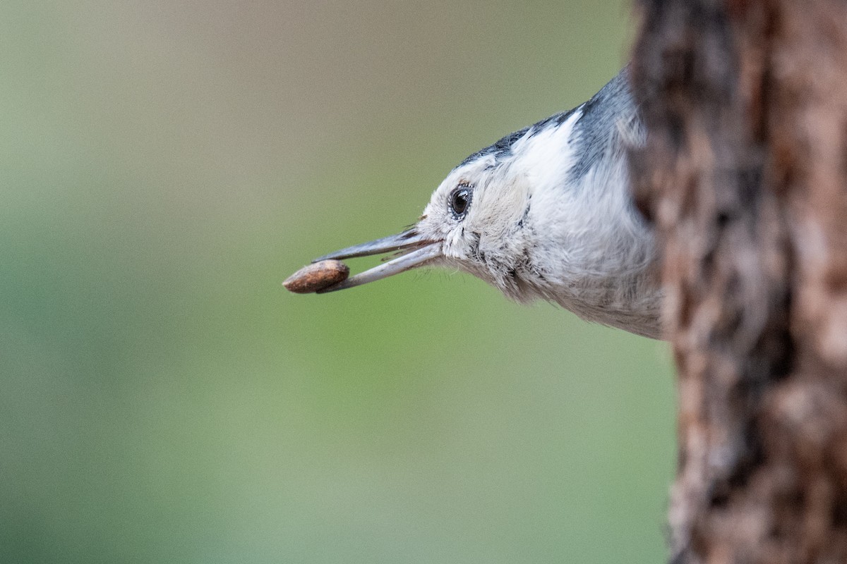 White-breasted Nuthatch - ML588496981