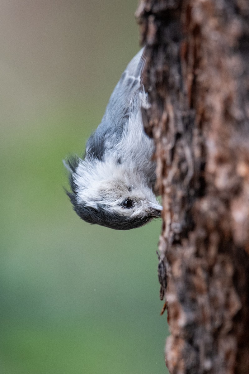 White-breasted Nuthatch - ML588496991