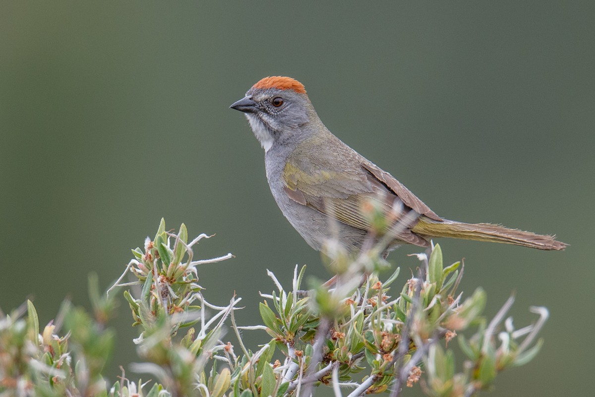 Green-tailed Towhee - ML588497151