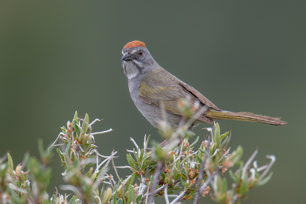 Green-tailed Towhee - ML588497161