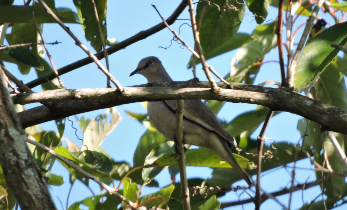 Picui Ground Dove - ML588497741