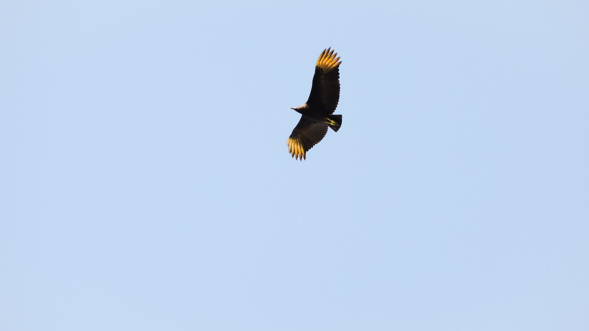 Black Vulture - ML588497781