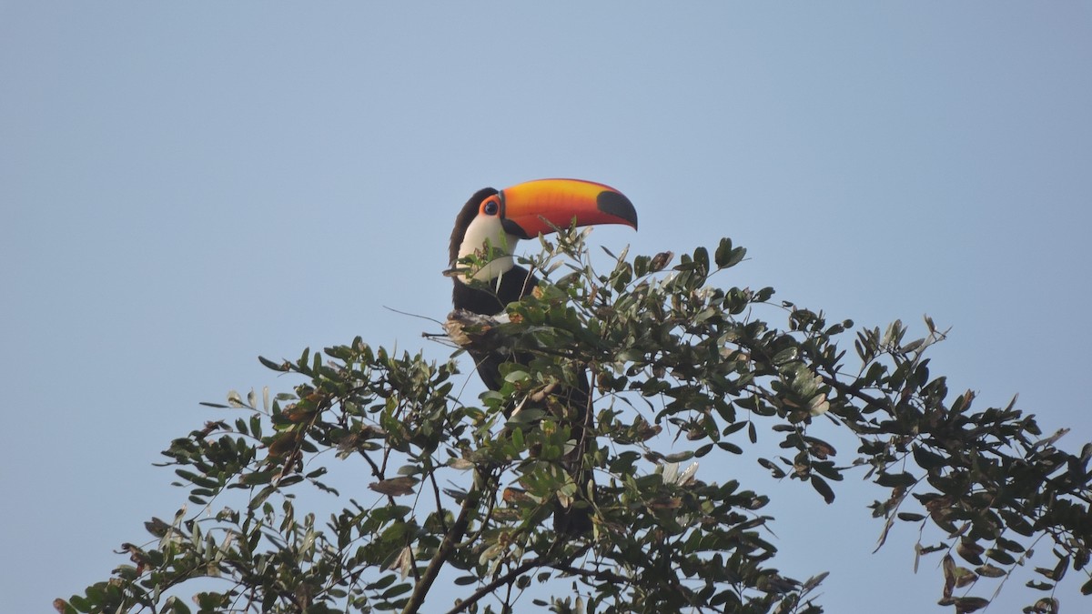 Toco Toucan - ML588497811