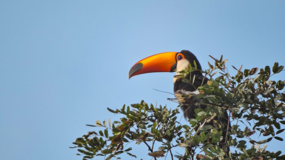 Toco Toucan - ML588497821