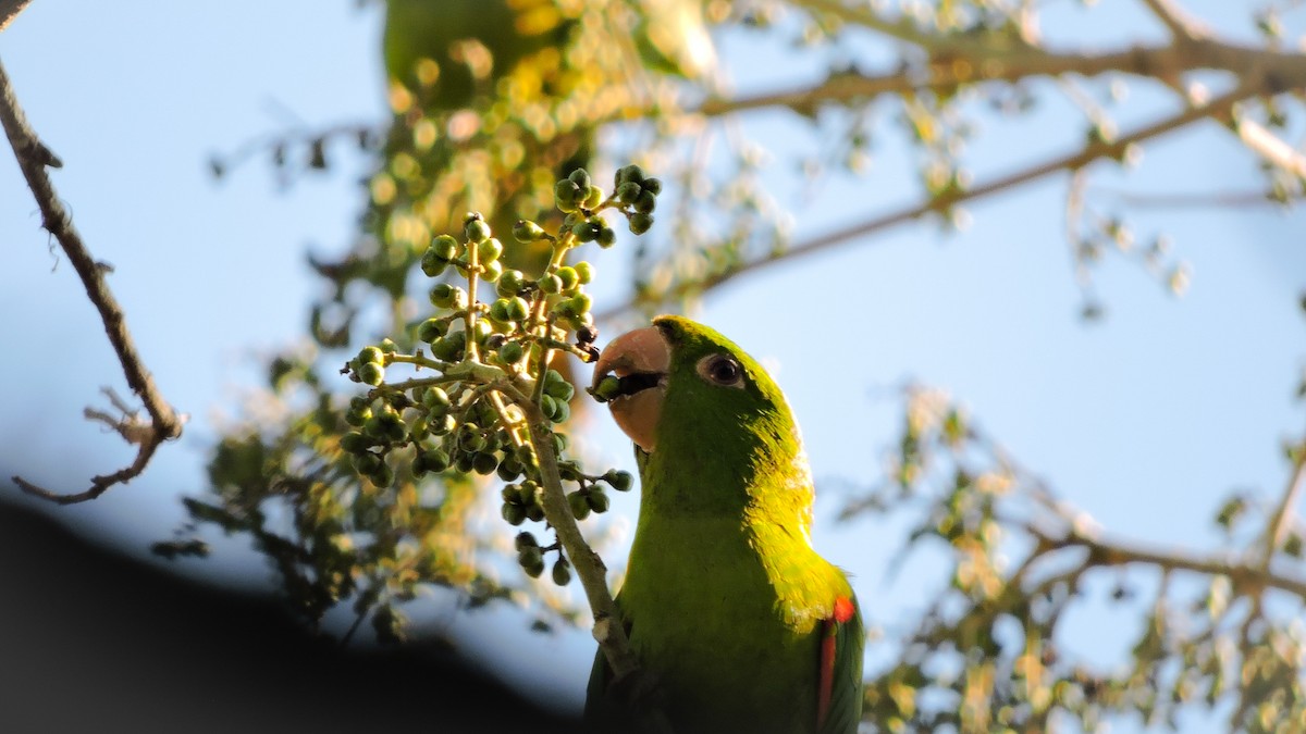 White-eyed Parakeet - ML588497951