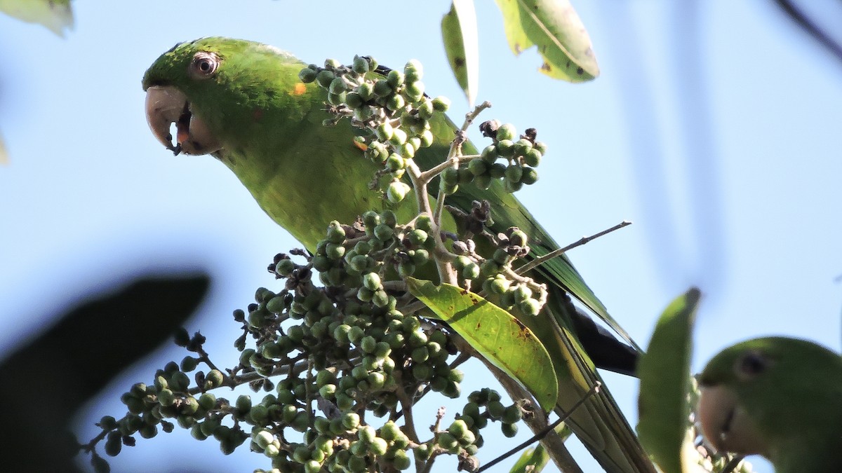White-eyed Parakeet - ML588497961