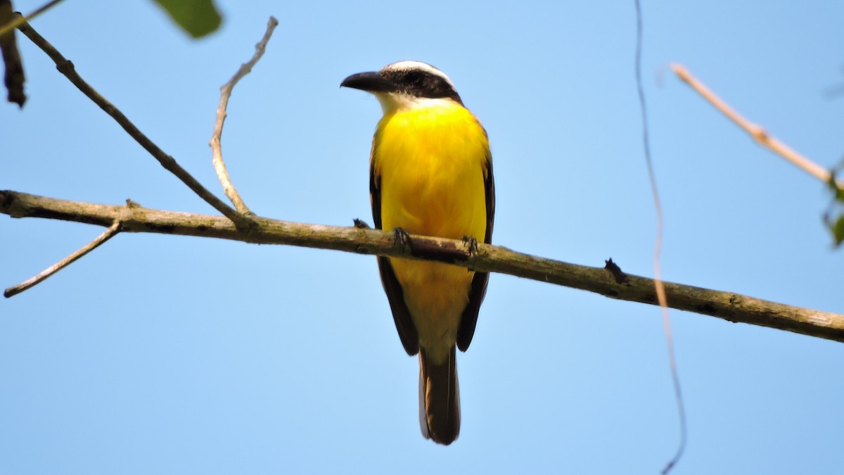 Boat-billed Flycatcher - ML588498031
