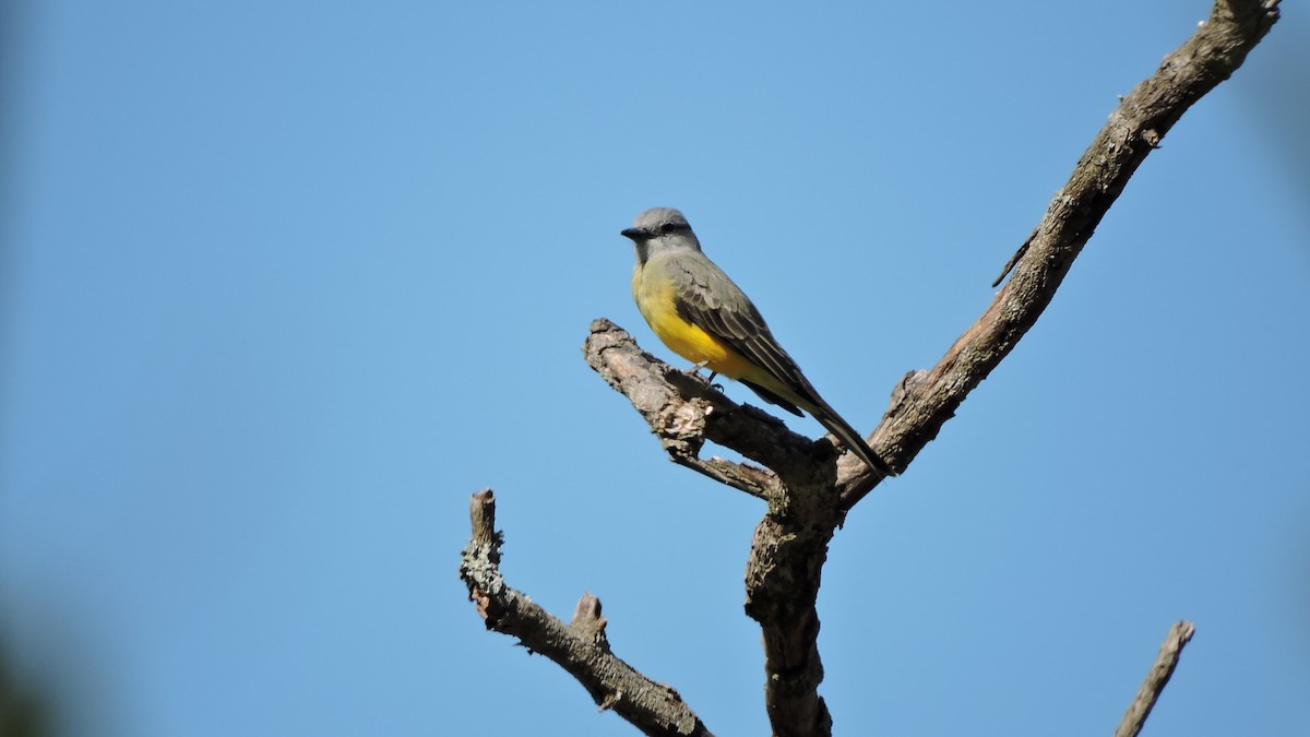 Tropical Kingbird - ML588498071