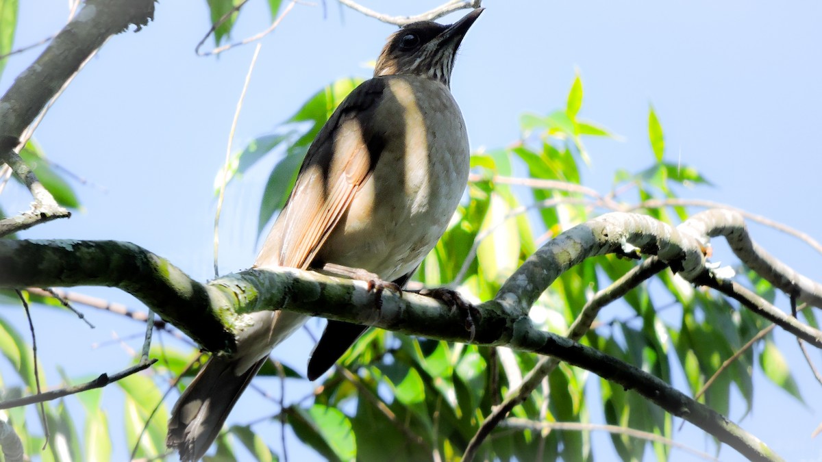 Creamy-bellied Thrush - ML588498131