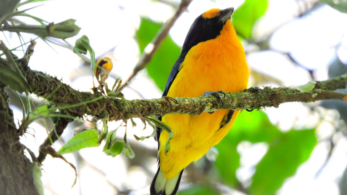 Violaceous Euphonia - ML588498231