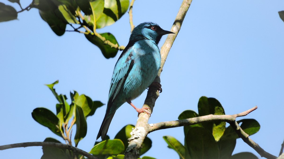 Blue Dacnis - ML588498251