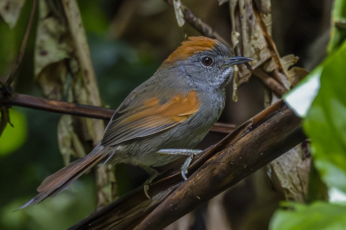 Azara's Spinetail - ML588499991