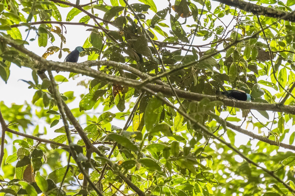 Blue-necked Tanager - ML588500371