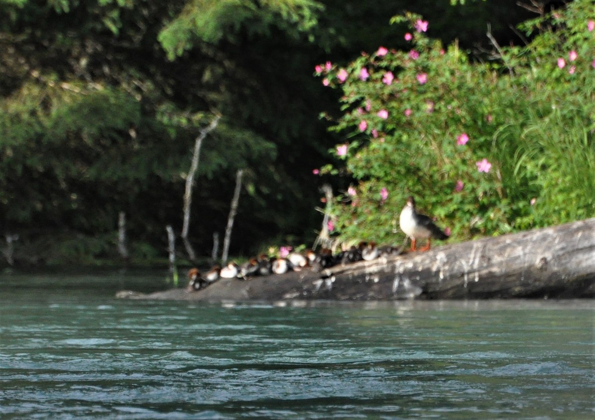 Common Merganser - Jerry Davis