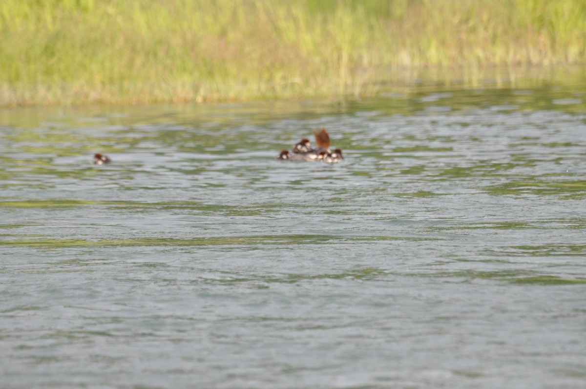 Common Merganser - Jerry Davis