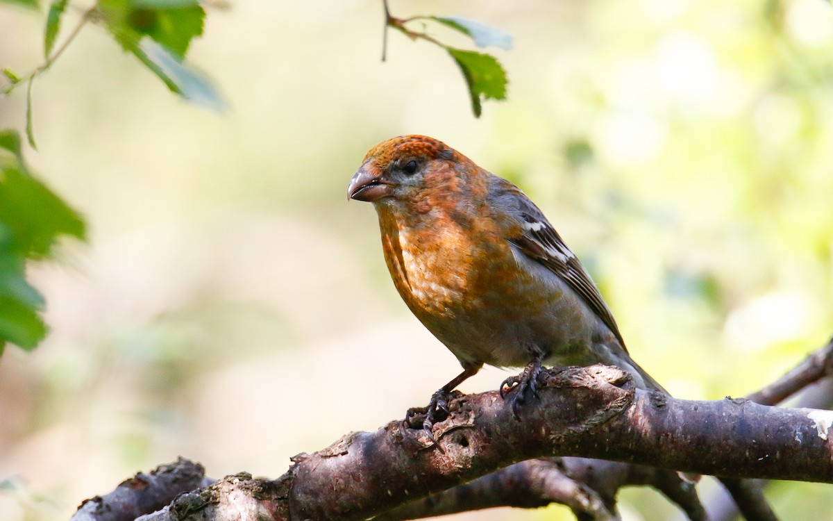 Pine Grosbeak (Eurasian) - Uku Paal