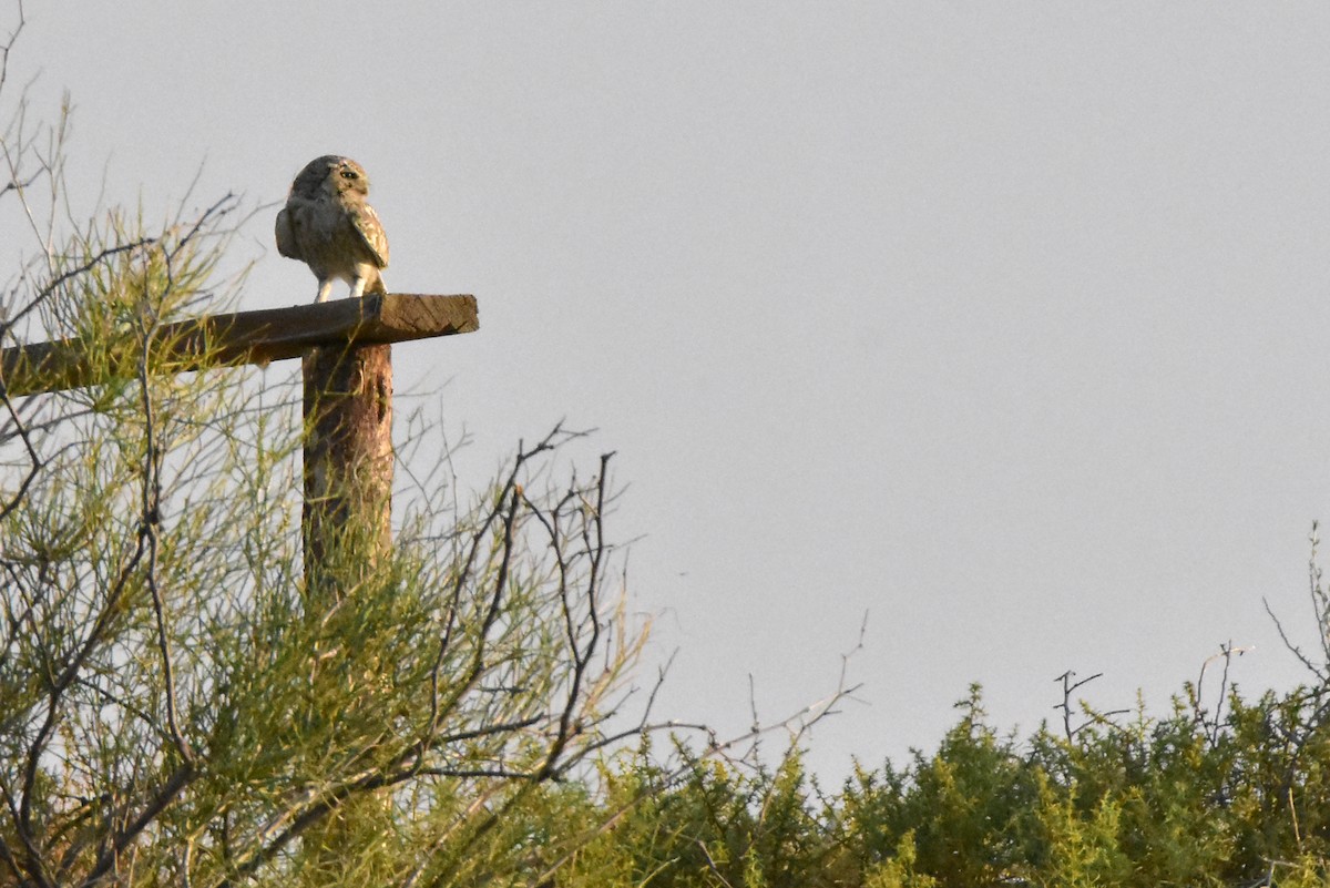 Little Owl (Hutton's) - ML588501961