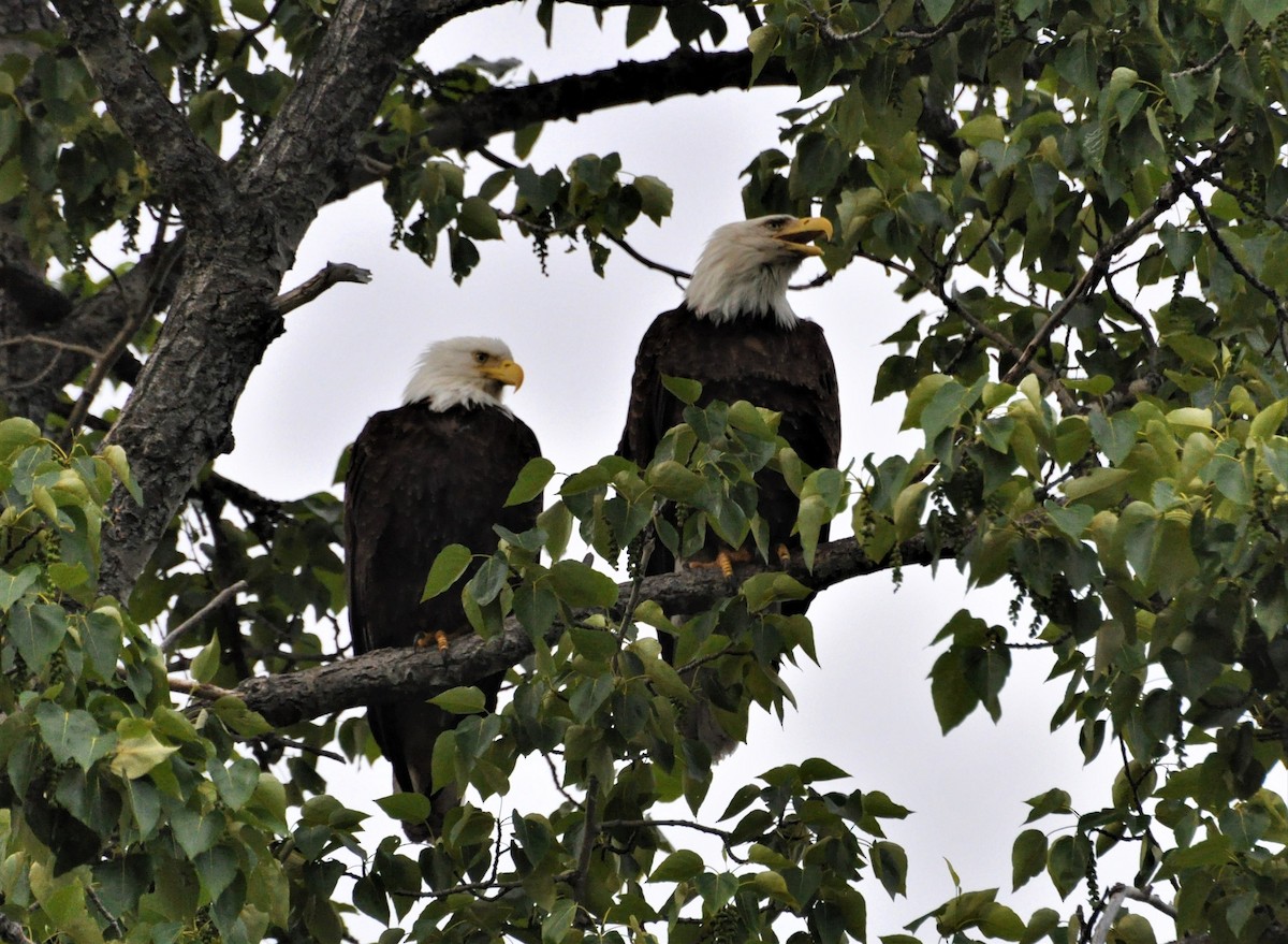 Weißkopf-Seeadler - ML588502271