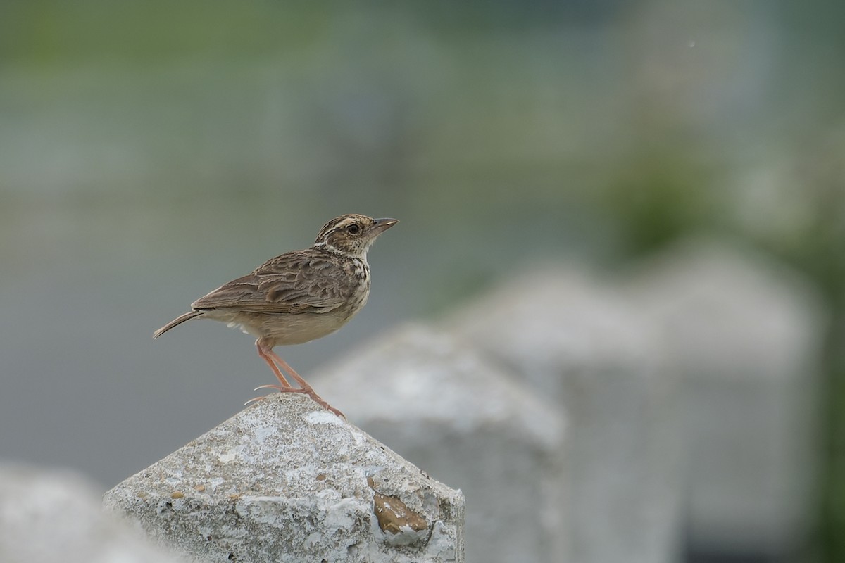 Indochinese Bushlark - ML588502871