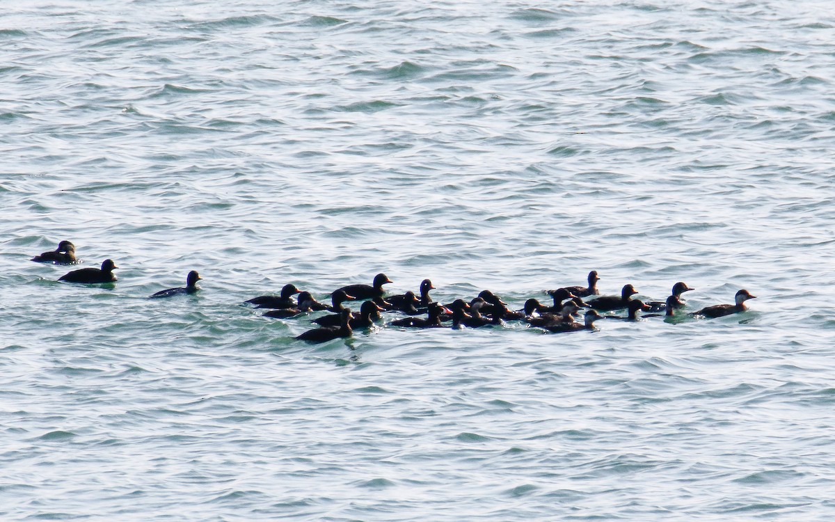 Surf Scoter - ML588502881