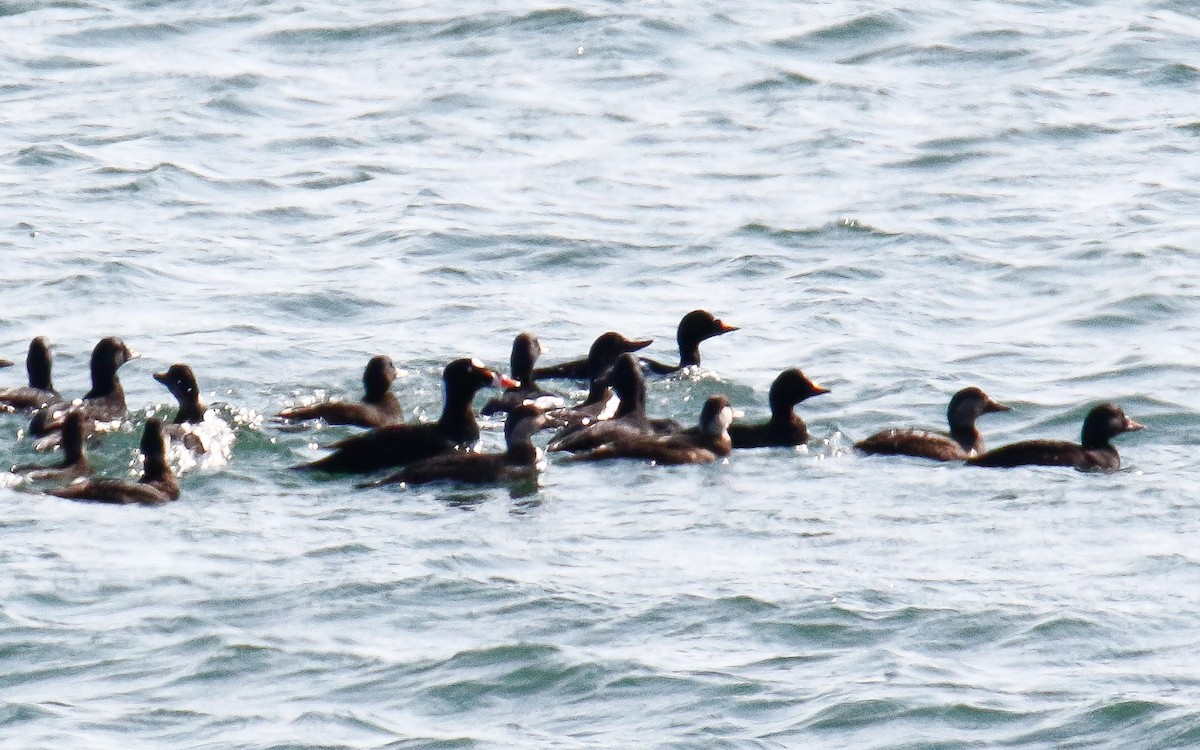 Surf Scoter - ML588502891