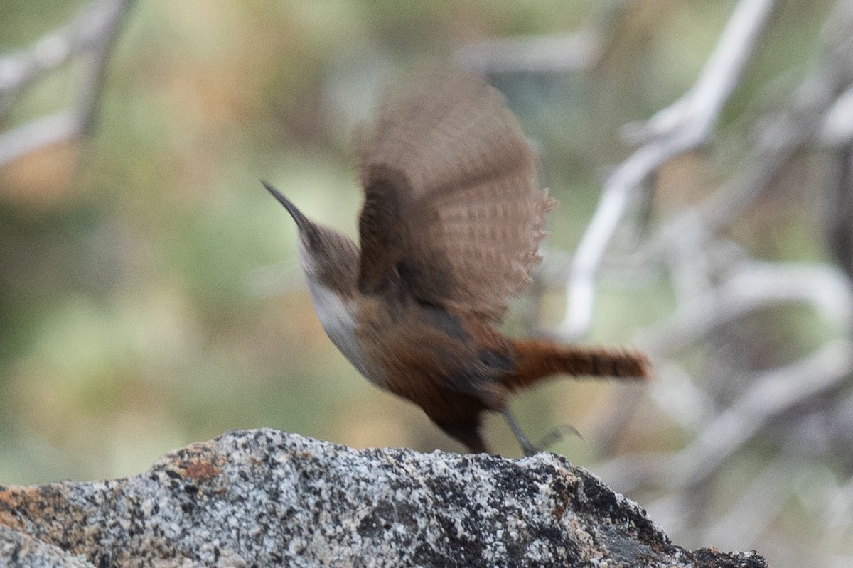 Canyon Wren - ML588503791