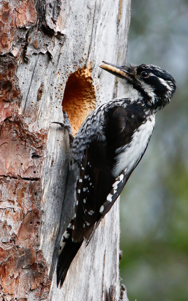 Eurasian Three-toed Woodpecker (Eurasian) - ML588504381